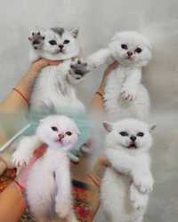 Готовы к продаже шикарные котята
Порода: Шотландские веслоухие! Дорого