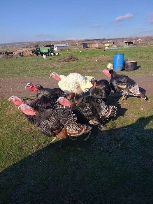 Curcani preț 250 buc