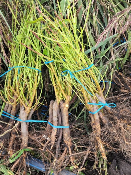 Pomi frucfiferi columnari