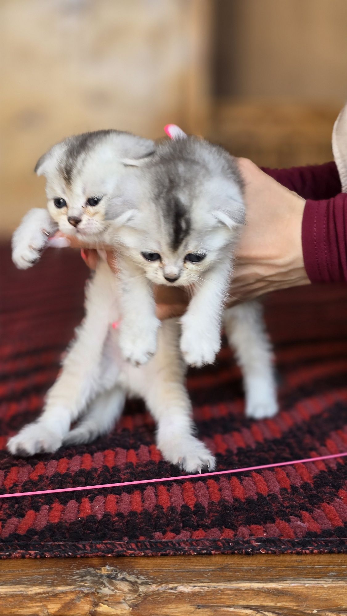 Скотиш флод шиншила сотилади