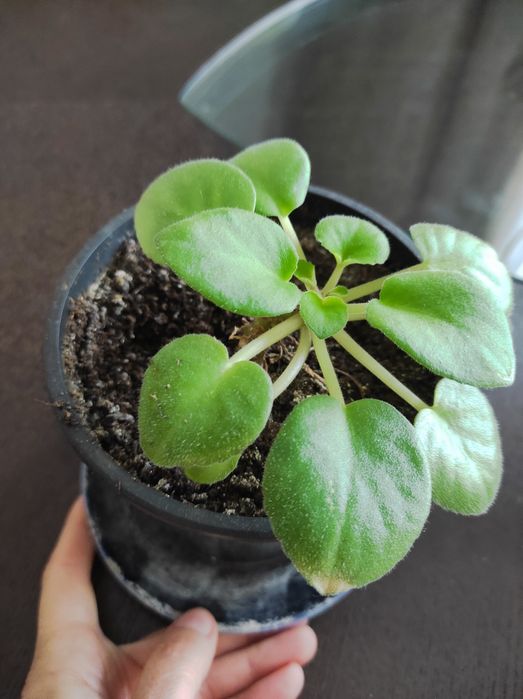 Vând diverse plante preturi încăpând de la 10 Ron cele mici