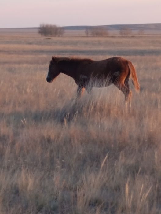 Продам жабагы 3 кобылки по 250 находится в Степногорске от Астаны