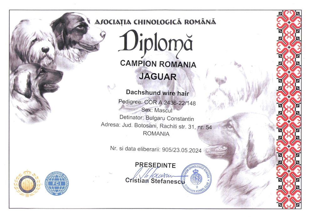 Pui Teckel Standard par Sarmos ( Dachshund Standard Rauhhaar )