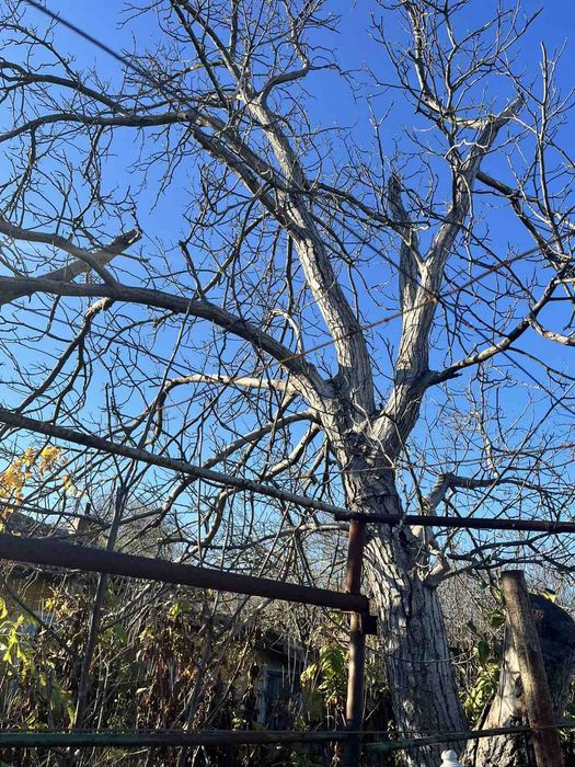 Продавам дърво ствол орех.