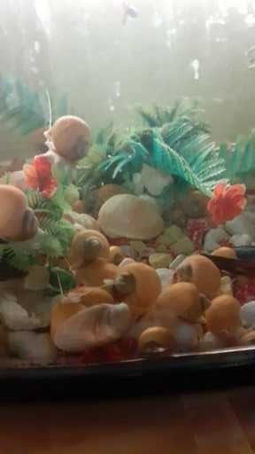 Vand pesti guppy xifori mecii pomaceea etc