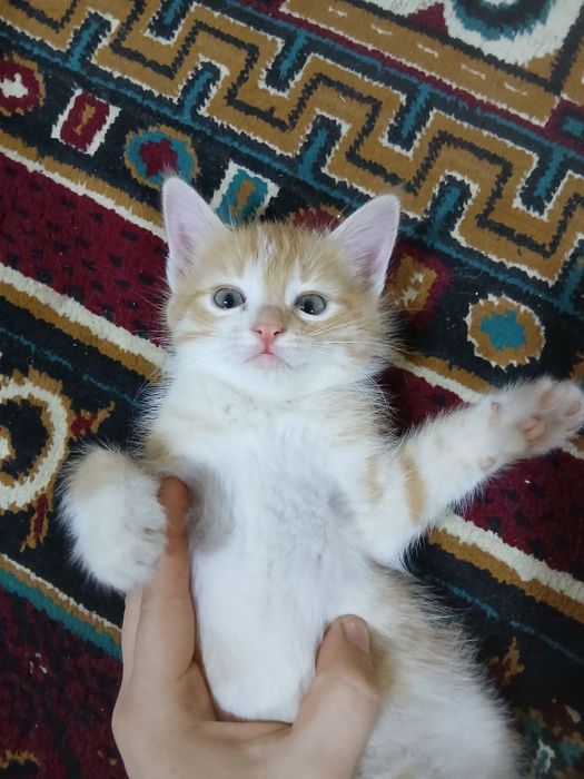 Zotli mushuk bolalari bepul