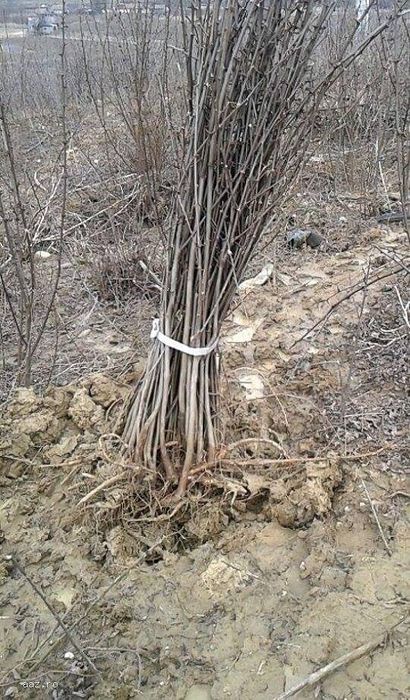 2023 puieți salcam frasin carpen stejar fag paltin tei mesteacăn plop