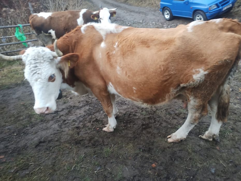 Vind vacă bălțată românească