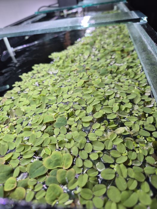 Vand Planta acvariu plutitoare Salvinia Minima (Auriculata)