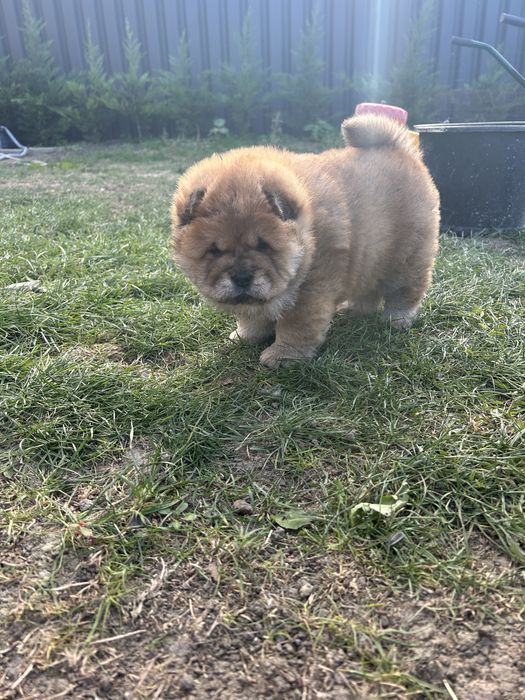 Chow chow de vanzare