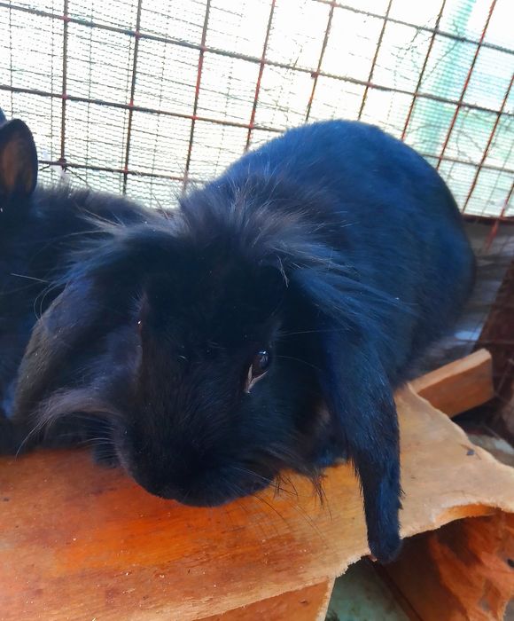 Karlik baran quyon bollar