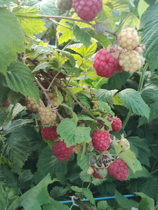 Vindem butași de Zmeură și Mure