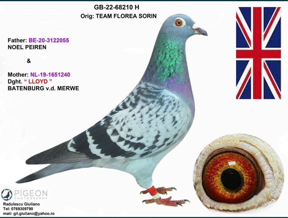 Porumbei voiajori din parinti cu pedigree