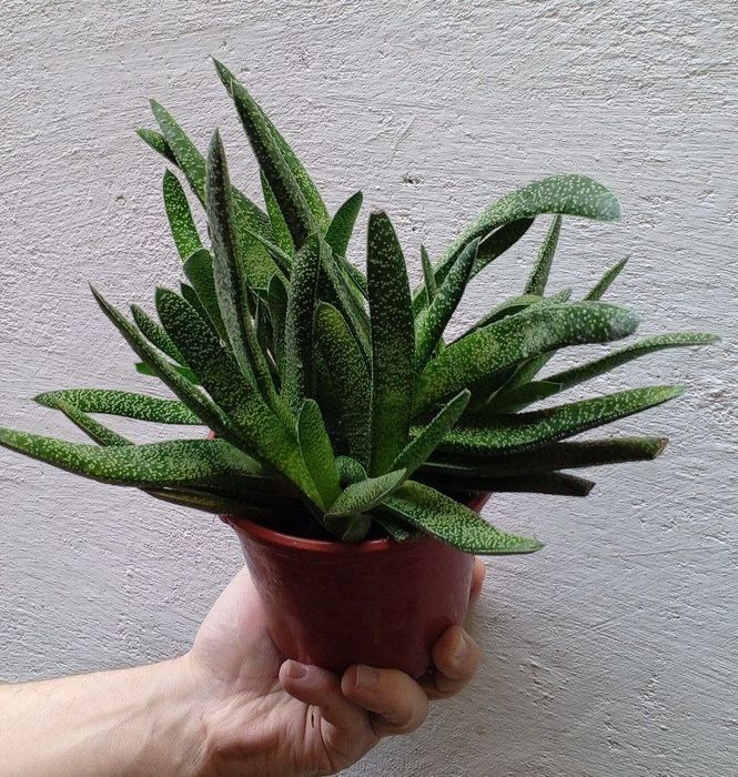 Гастерия (Gasteria). Экзотический суккулент. Цветы для дома