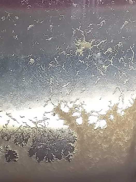 Culturi Microviermi, HRANA VIE pentru PESTI