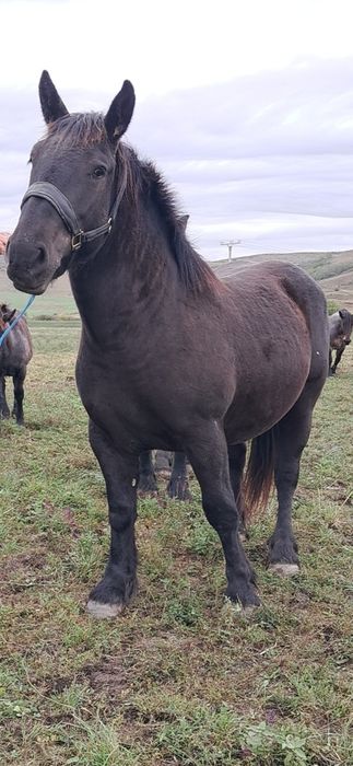 Vând manza de un an și 10 luni