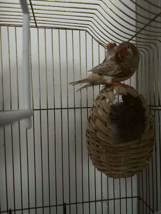 schimb o pereche de zebre pe o pereche de hamsteri