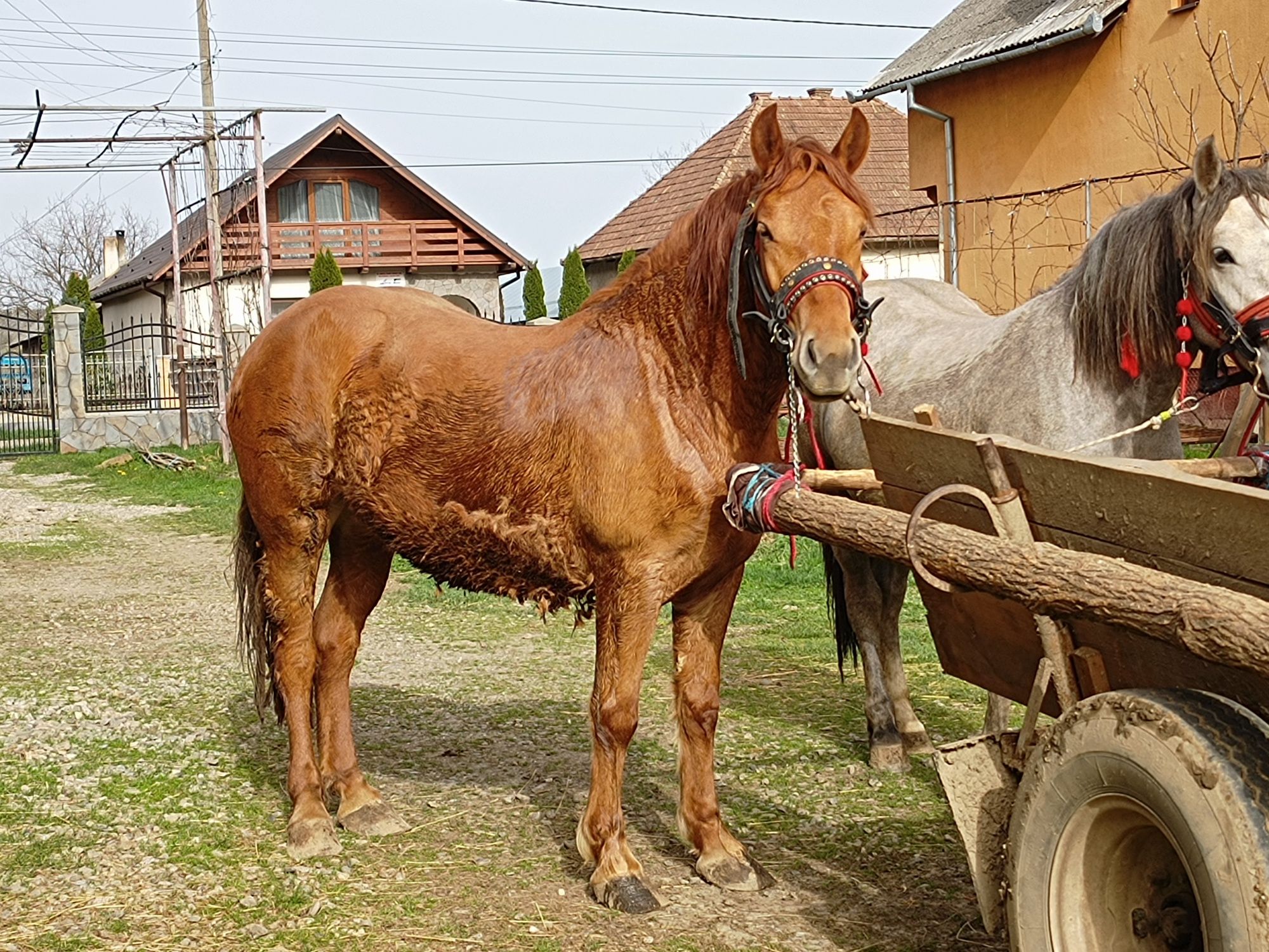 De vânzare mânză de 3 ani în August