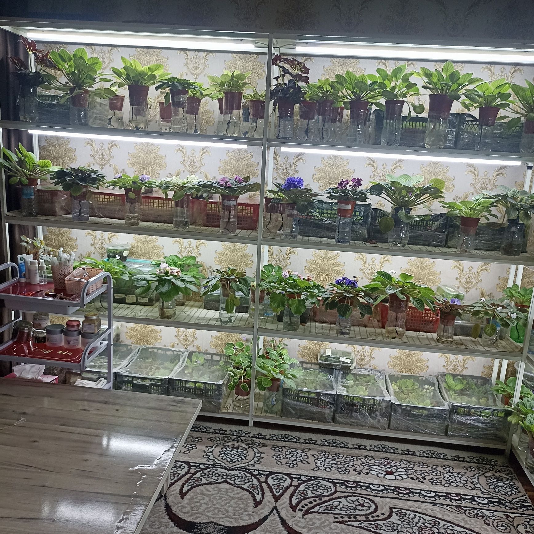 Продаю фиалки с полками