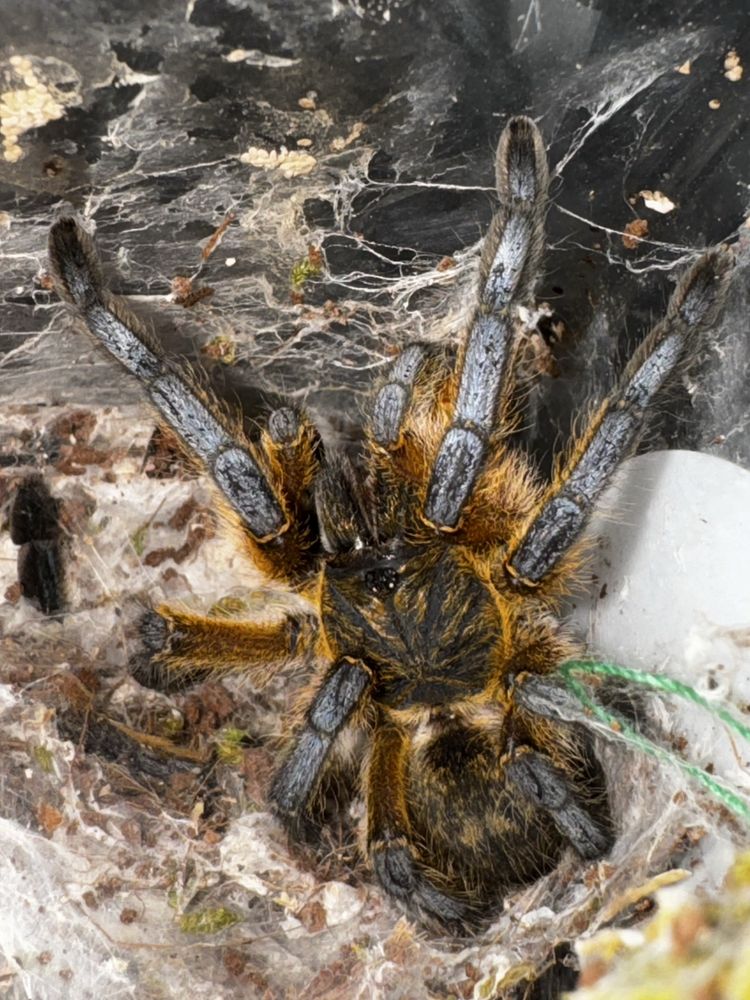 Tarantula Harpactica Pulchripes
