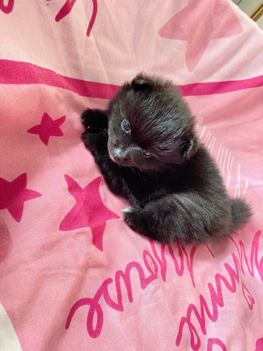 Кученца мини пумеран