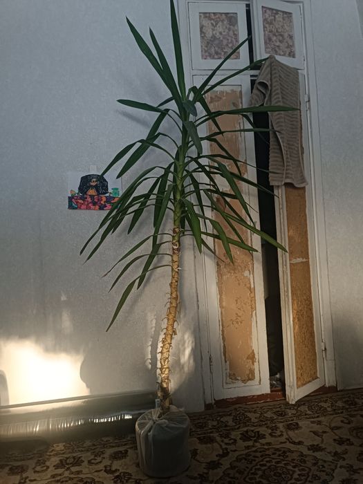 Продается пальма юкка 2метра