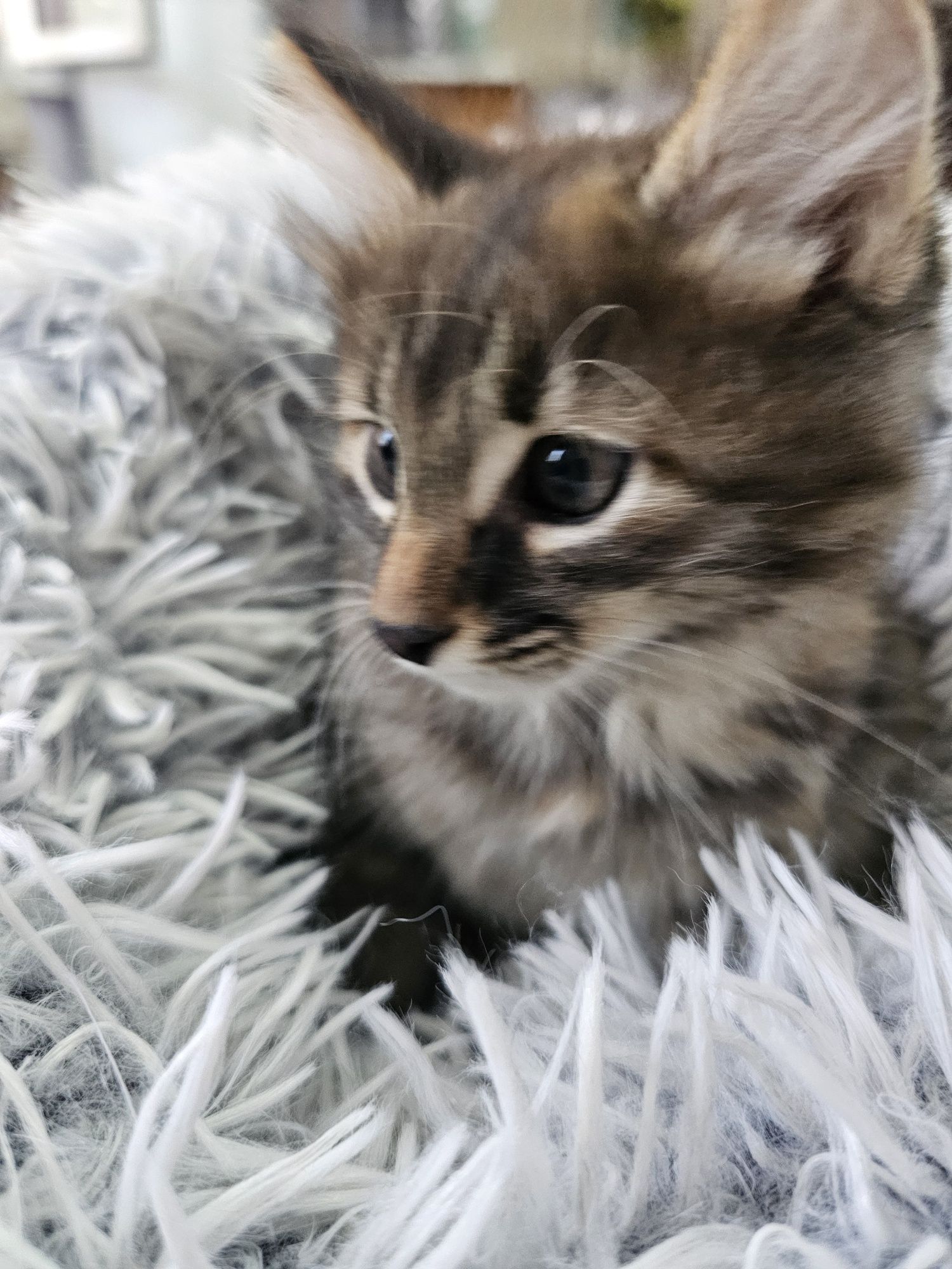 Котята девочки лапочки.