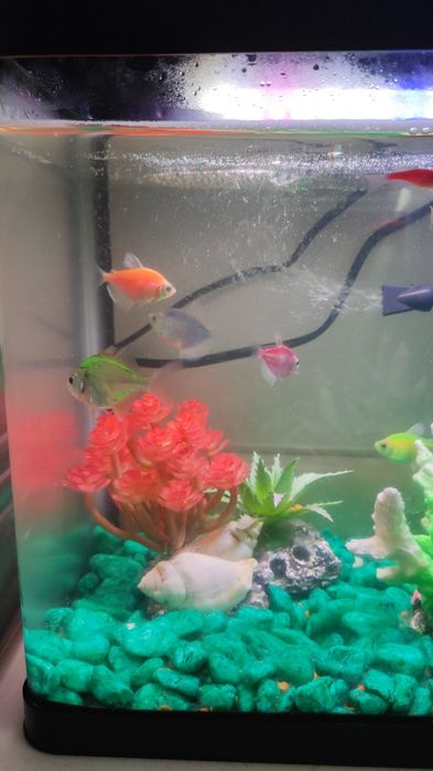 Baliq va akvarium full komplekti bilan