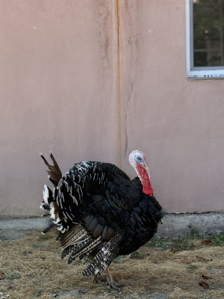 Vând curcani tineri de carne – rasă Bronzat American