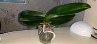 Продаётся домашняя орхидея Фаленопсис стандарт.