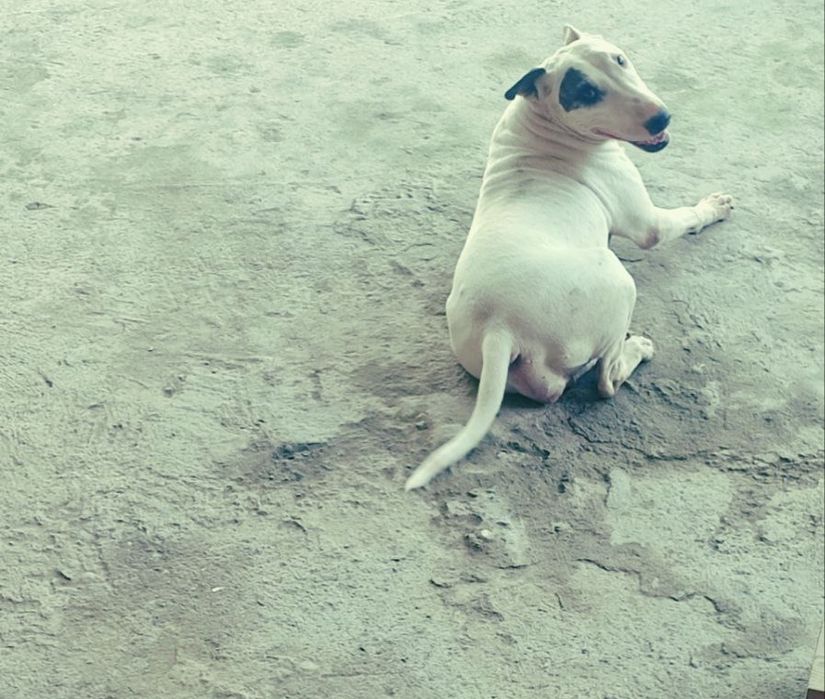 Бультерьер помесь с дворнягой