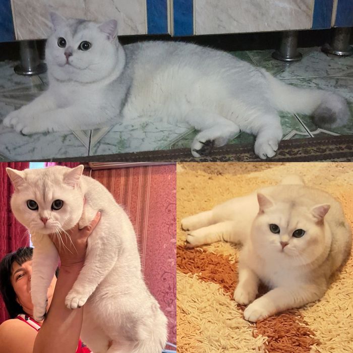 Продаётся чудная серебристая девочка, шиншилла.