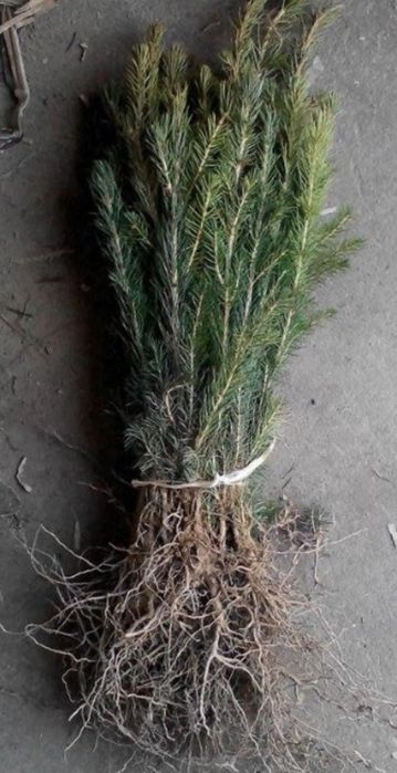 Vand puieti brad,molid,pin,jneapan