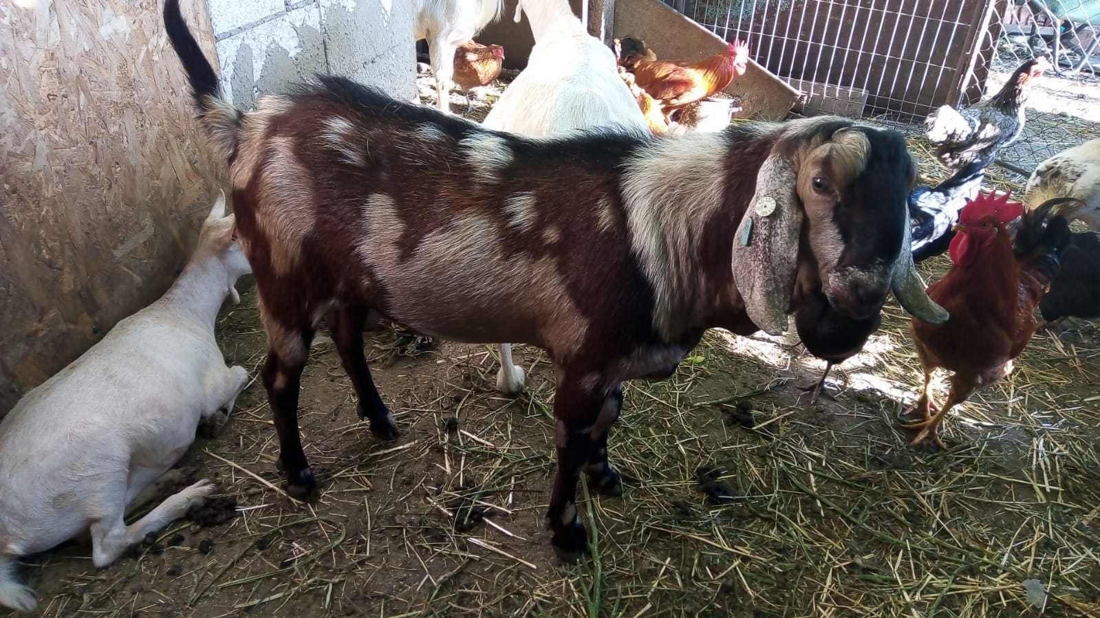 Vand tap TANAR anglo nubian cu pedigree