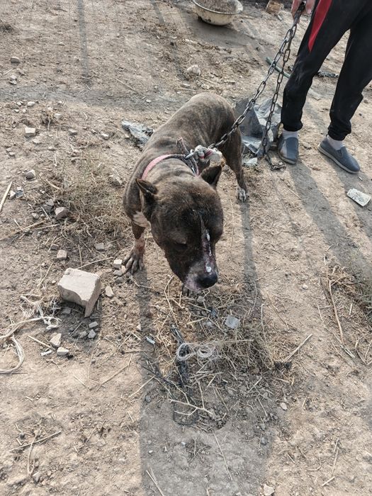 Pitbul kuchuk sotiladi