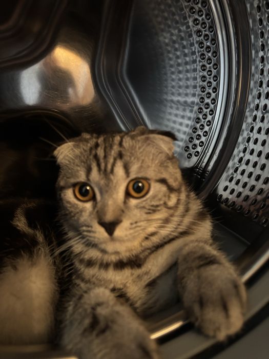 Кот для продолжения потомства