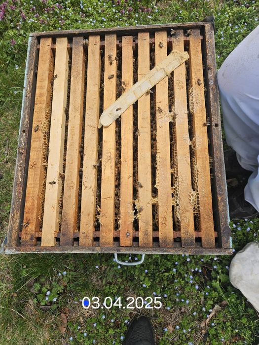 Vând familii albine