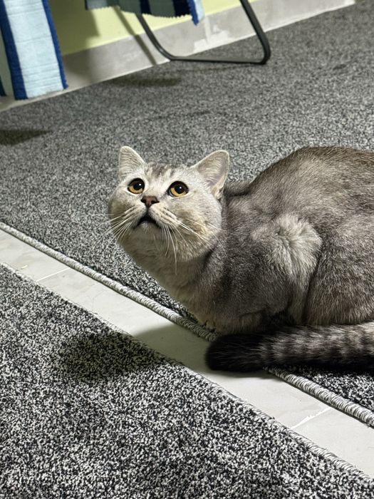 Scottish fold mushuk