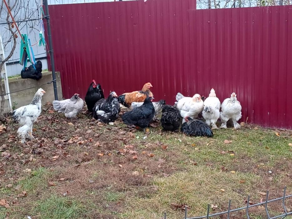 Vand doua perechi matase japoneza 200 perechea