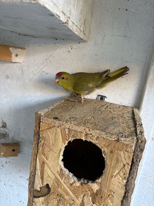 Vand Papagali Kakariki