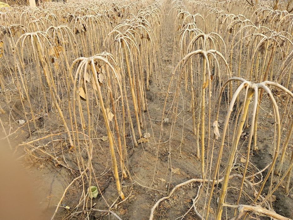 Зонтик тут zontik tut