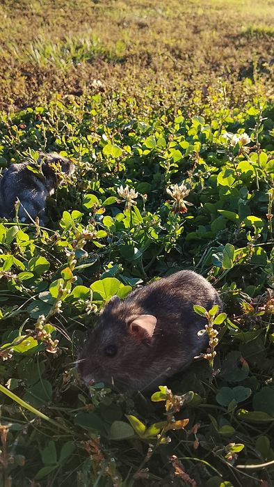 Продам хомяков джунгарских