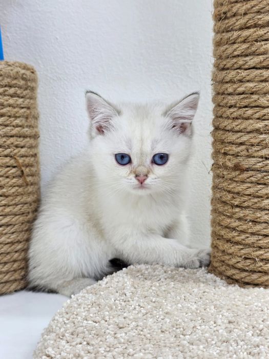 Кошечки и котики  британские