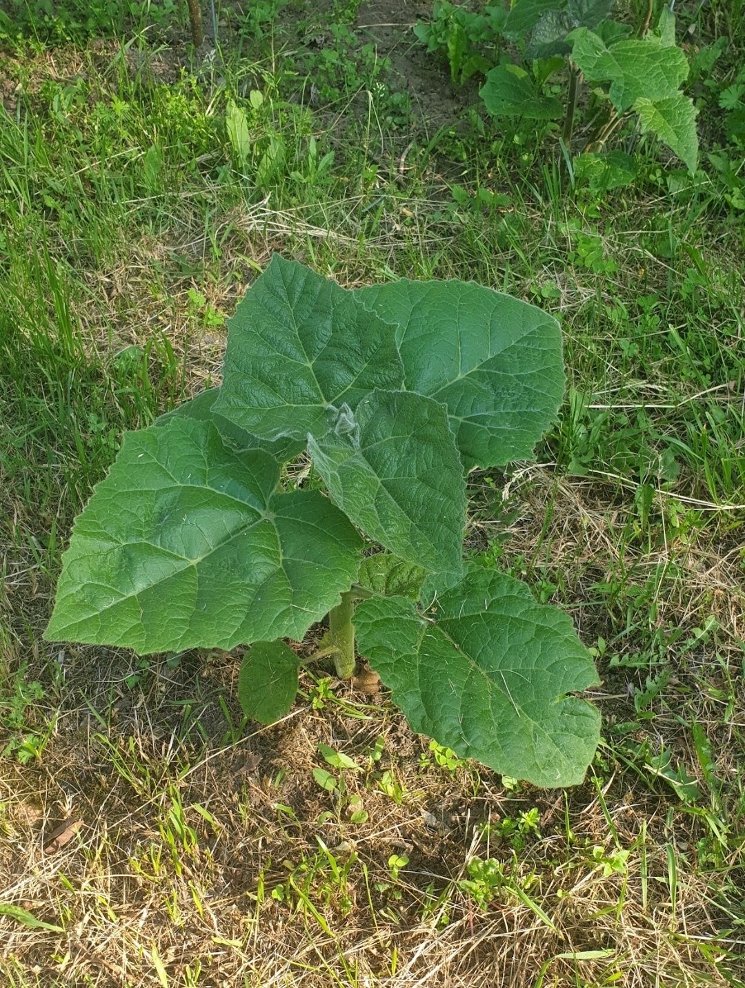 Paulownia Hibrid 9501