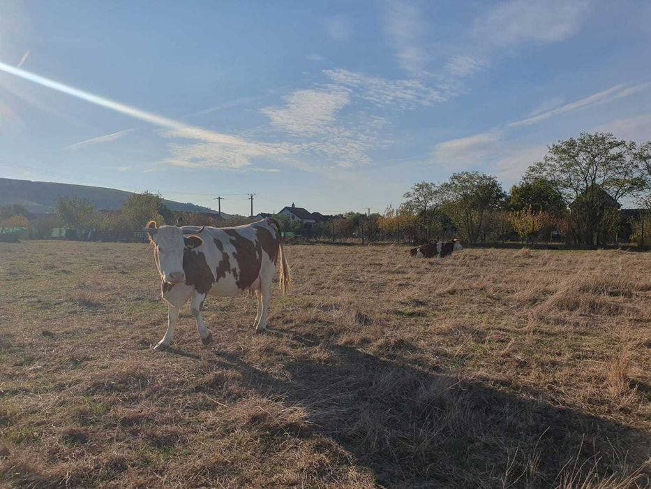 Vând vacă Baltată Românească – montată cu Belga