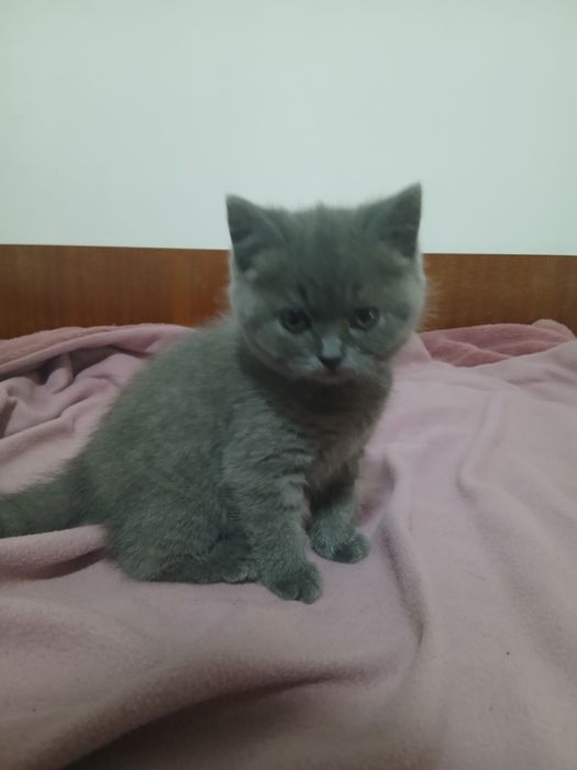 Британски котета