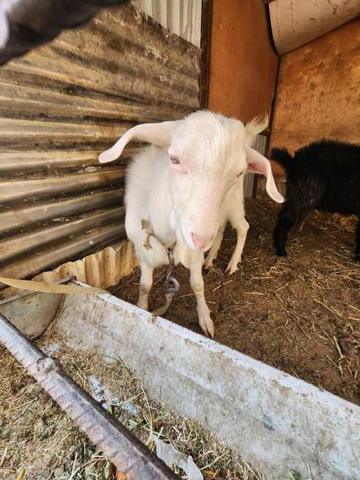 Эчки сотилади нар