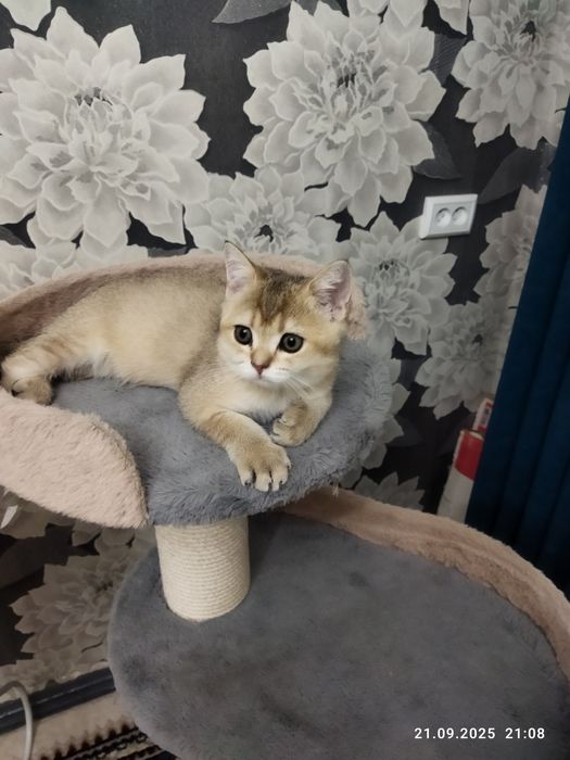 Продается шотландский котенок золотая шиншилла