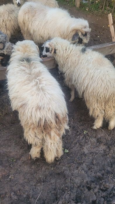 Vând 0ii patru mei de azi  primăvara și un berbec mior