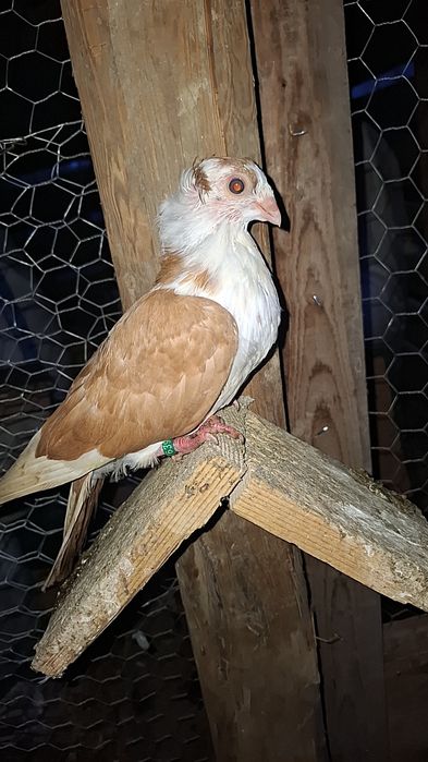 Vand jucatori de galați